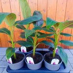 Banánovník (Banana sikkimensis) ´RED TIGER´ - výška 30-40 cm, C2L (-20°C)